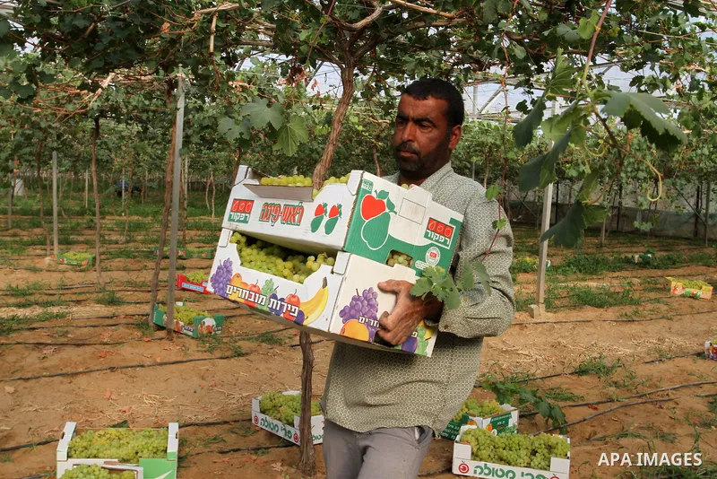 A Palestinian farmer picks grapes in a field during the harvest season, in Rafah in the southern Gaza Strip June 1, 2015. Photo by Abed Rahim Khatib