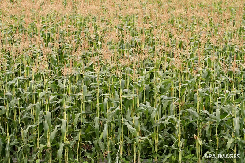 Palestinian farmers collect corns in a field during the harvest season, in Beit Lahia in the Northern Gaza strip, June 9, 2015. Photo by Mohammed Asad
