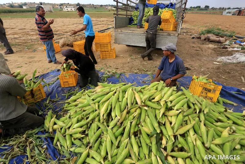 Palestinian farmers collect corns in a field during the harvest season, in Beit Lahia in the Northern Gaza strip, June 9, 2015. Photo by Mohammed Asad