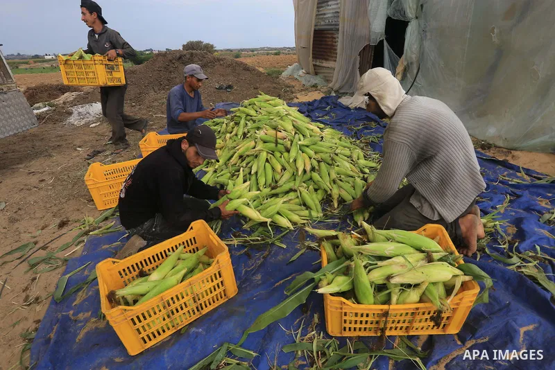 Palestinian farmers collect corns in a field during the harvest season, in Beit Lahia in the Northern Gaza strip, June 9, 2015. Photo by Mohammed Asad