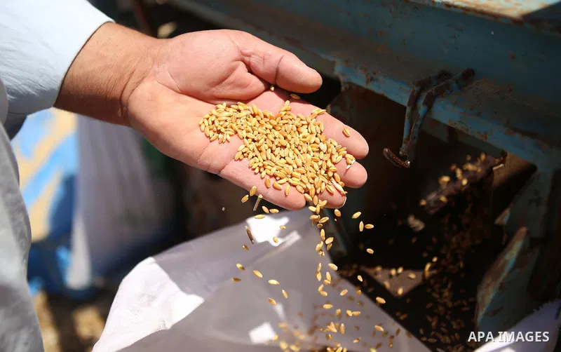 A Palestinian farmer displays wheat during the annual harvest in a field in the West Bank village of Sinjil, near Ramallah, on June 15, 2015. Photo by Shadi Hatem