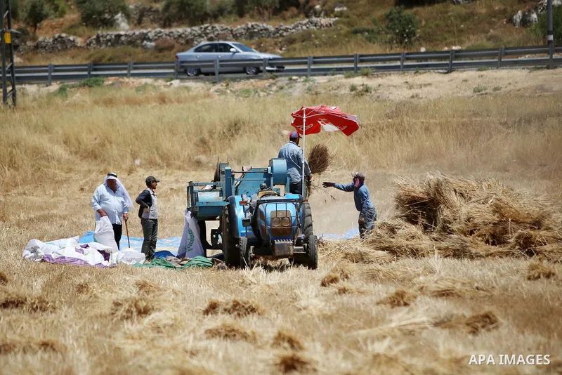 Palestinian farmers collect wheat stalks during the annual harvest in a field in the West Bank village of Sinjil, near Ramallah, on June 15, 2015. Photo by Shadi Hatem