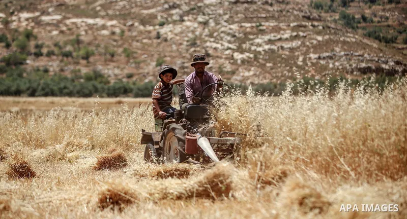 Palestinian farmers collect wheat stalks during the annual harvest in a field in the West Bank village of Sinjil, near Ramallah, on June 15, 2015. Photo by Shadi Hatem