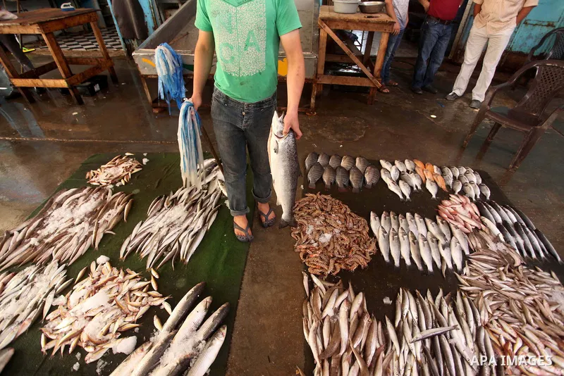 A Palestinian fisherman displays fish at his shop in the Gaza seaport, on June 28, 2015. Photo by Ashraf Amra