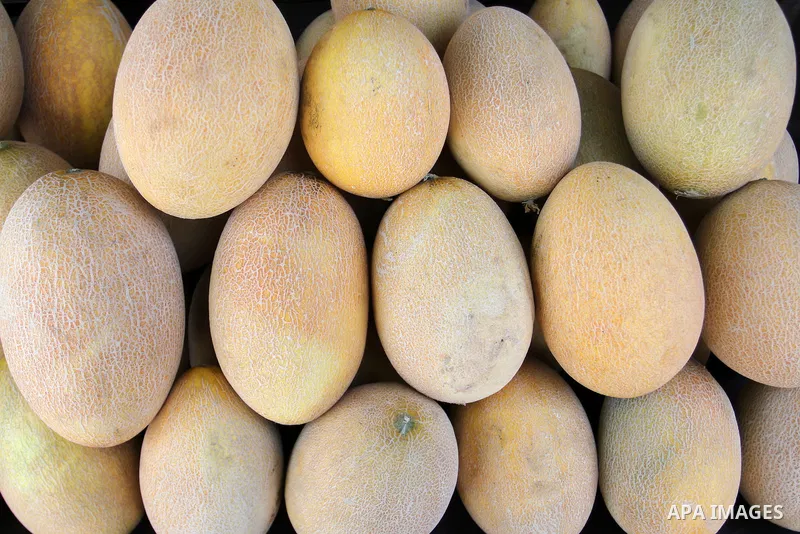 A Melon are seen at a shop in Rafah in the southern Gaza Strip, on July 12, 2015. Photo by Abed Rahim Khatib