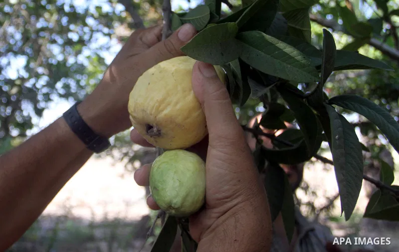 A Palestinian man collects a fruit from guava at the start of the annual harvest season, in Khan Younis in the southern Gaza strip, on August 25, 2015. Photo by Abed Rahim Khatib