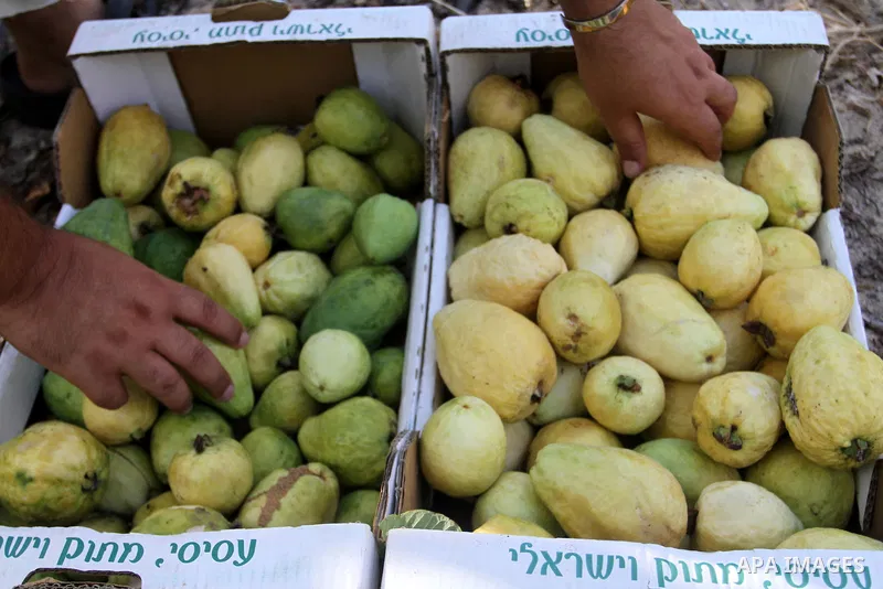 A Palestinian man collects a fruit from guava at the start of the annual harvest season, in Khan Younis in the southern Gaza strip, on August 25, 2015. Photo by Abed Rahim Khatib