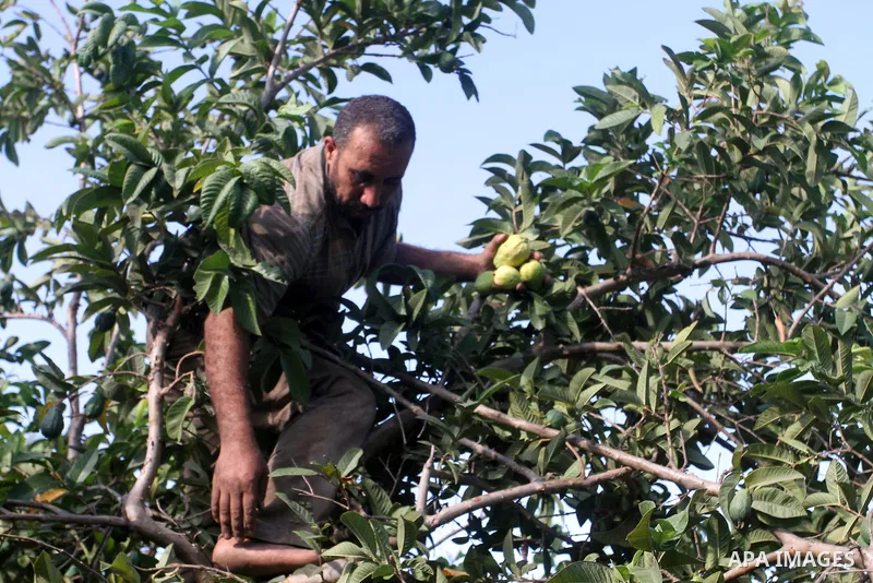 A Palestinian man collects a fruit from guava at the start of the annual harvest season, in Khan Younis in the southern Gaza strip, on August 25, 2015. Photo by Abed Rahim Khatib