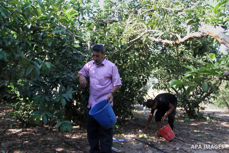 Palestinian men collect a fruit from guava at the start of the annual harvest season, in Khan Younis in the southern Gaza strip, on August 25, 2015. Photo by Abed Rahim Khatib
