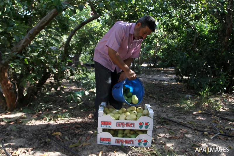 A Palestinian man collects a fruit from guava at the start of the annual harvest season, in Khan Younis in the southern Gaza strip, on August 25, 2015. Photo by Abed Rahim Khatib