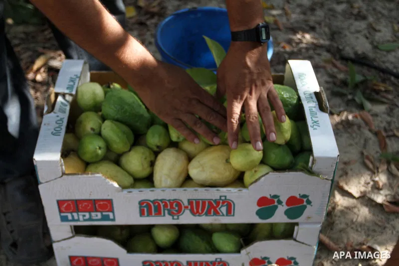 A Palestinian man collects a fruit from guava at the start of the annual harvest season, in Khan Younis in the southern Gaza strip, on August 25, 2015. Photo by Abed Rahim Khatib