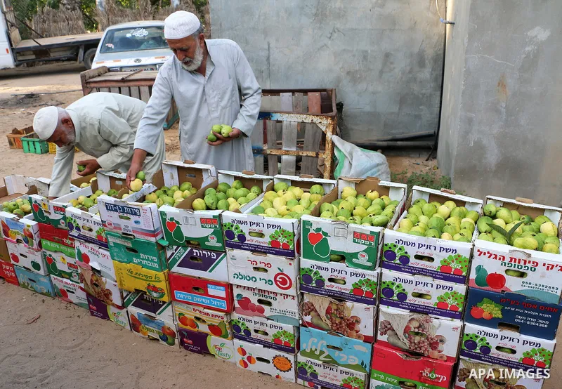 Palestinian men collect a fruit from guava at the start of the annual harvest season, in Khan Younis in the southern Gaza strip, on August 25, 2015. Photo by Abed Rahim Khatib