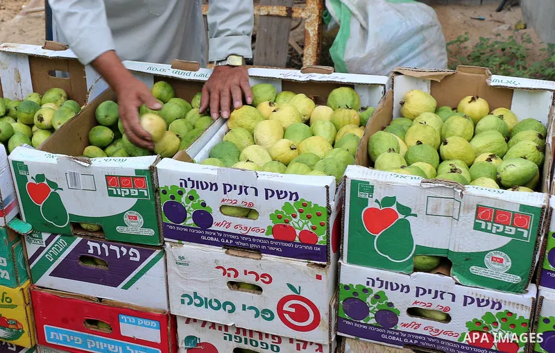 A Palestinian man collects a fruit from guava at the start of the annual harvest season, in Khan Younis in the southern Gaza strip, on August 25, 2015. Photo by Abed Rahim Khatib