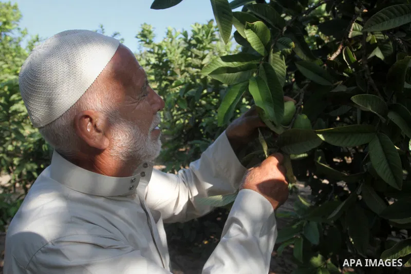 A Palestinian man collects a fruit from guava at the start of the annual harvest season, in Khan Younis in the southern Gaza strip, on August 25, 2015. Photo by Abed Rahim Khatib