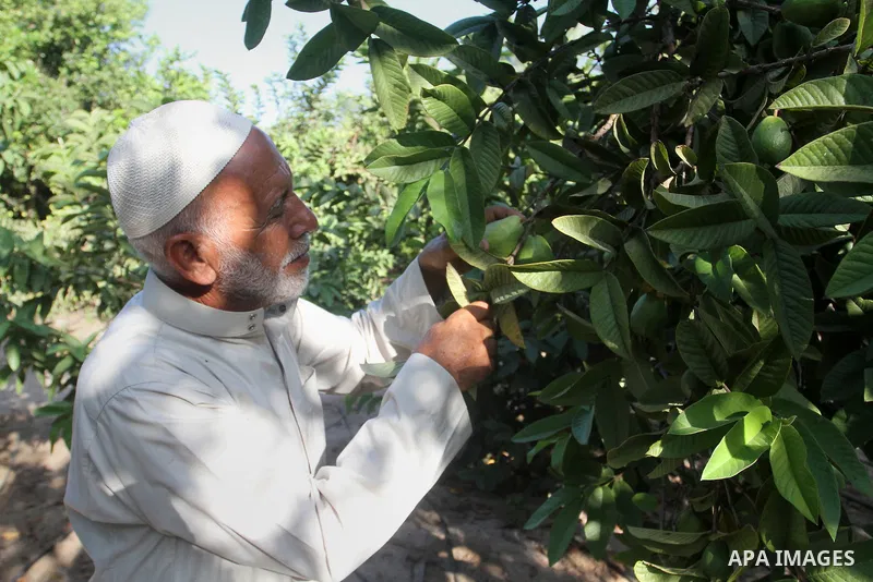 A Palestinian man collects a fruit from guava at the start of the annual harvest season, in Khan Younis in the southern Gaza strip, on August 25, 2015. Photo by Abed Rahim Khatib