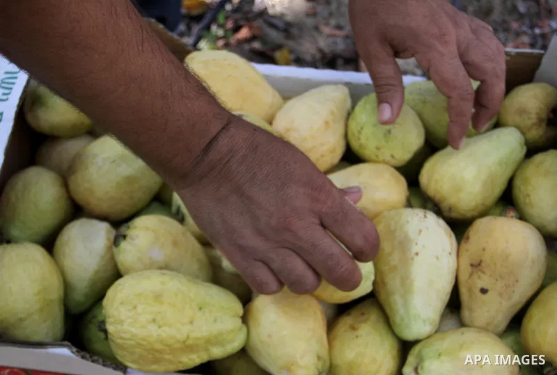 A Palestinian man collects a fruit from guava at the start of the annual harvest season, in Khan Younis in the southern Gaza strip, on August 25, 2015. Photo by Abed Rahim Khatib