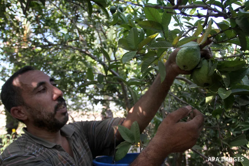 A Palestinian man collects a fruit from guava at the start of the annual harvest season, in Khan Younis in the southern Gaza strip, on August 25, 2015. Photo by Abed Rahim Khatib