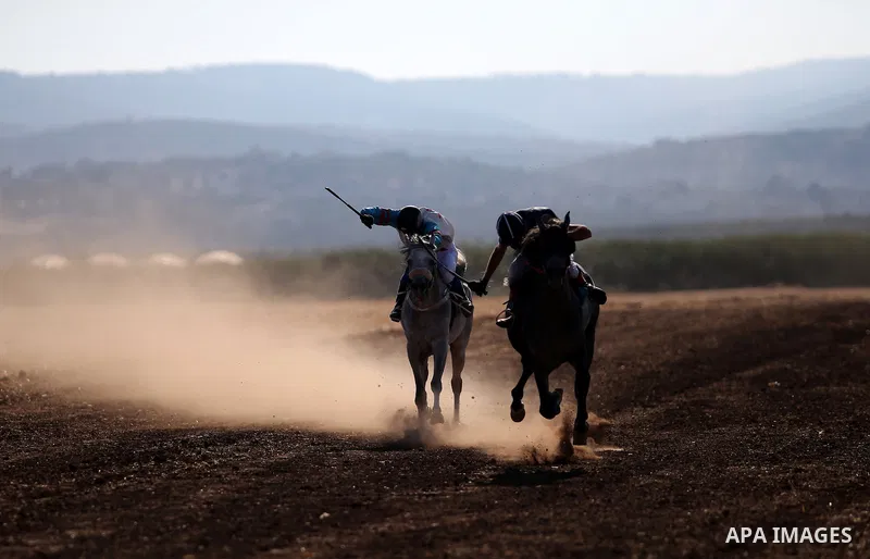 Palestinian competitors take part in the second round of Arabian thoroughbred racehorse, in the West Bank city of Jinin, August 28, 2015. Photo by Ahmad Talat