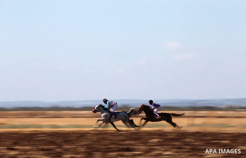 Palestinian competitors take part in the second round of Arabian thoroughbred racehorse, in the West Bank city of Jinin, August 28, 2015. Photo by Ahmad Talat