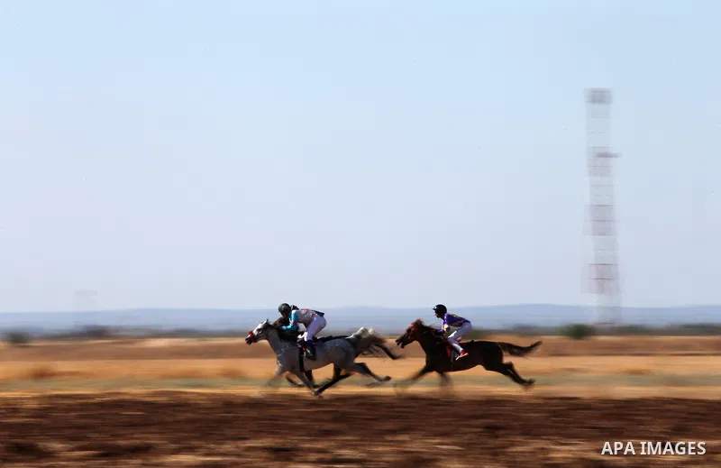 Palestinian competitors take part in the second round of Arabian thoroughbred racehorse, in the West Bank city of Jinin, August 28, 2015. Photo by Ahmad Talat