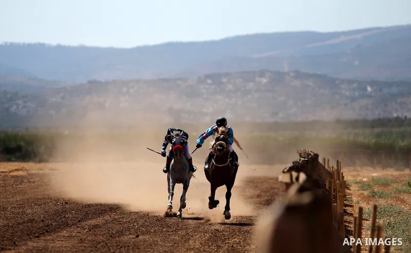 Palestinian competitors take part in the second round of Arabian thoroughbred racehorse, in the West Bank city of Jinin, August 28, 2015. Photo by Ahmad Talat