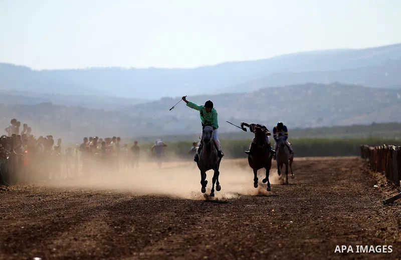 Palestinian competitors take part in the second round of Arabian thoroughbred racehorse, in the West Bank city of Jinin, August 28, 2015. Photo by Ahmad Talat