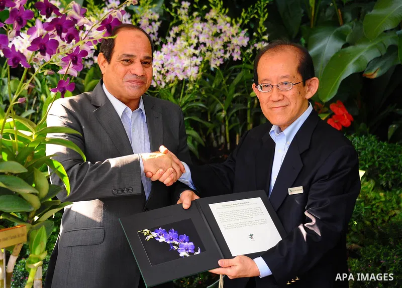 Egypt's President Abdel Fattah al-Sisi looks at "dendrobium Abdel Fattah al-Sisi" orchids named in his honour during a visit to the Botanical gardens in Singapore on August 31, 2015. President Abdel Fattah al-Sisi is on...