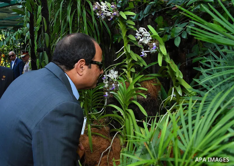 Egypt's President Abdel Fattah al-Sisi looks at "dendrobium Abdel Fattah al-Sisi" orchids named in his honour during a visit to the Botanical gardens in Singapore on August 31, 2015. President Abdel Fattah al-Sisi is on...
