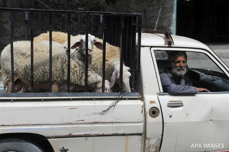 A Palestinian vendor shows his livestock to buyers at the saturday's popular market in Rafah in the southern Gaa strip, on September 5, 2015. Photo by Abed Rahim Khatib