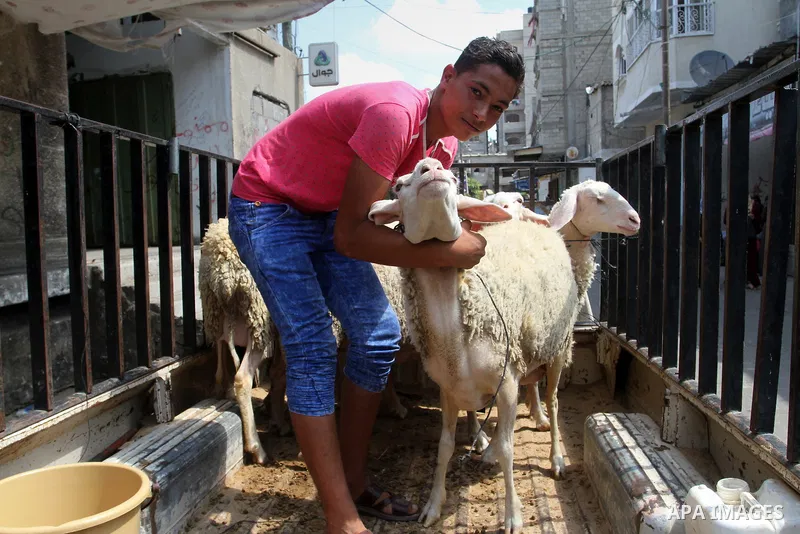 A Palestinian vendor shows his livestock to buyers at the saturday's popular market in Rafah in the southern Gaa strip, on September 5, 2015. Photo by Abed Rahim Khatib