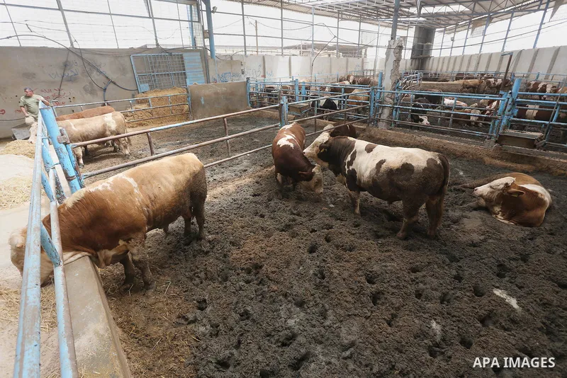 Sheep are seen which were purchased in the market before the holiday of Eid al-Adha, at a farm in Gaza City on Sept. 10, 2015. Muslims worldwide are celebrating Eid al-Adha, or Feast of the Sacrifice, commemorating God's...
