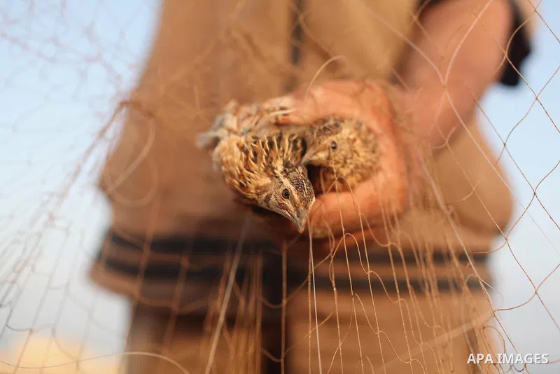 A Palestinian takes out a quail from a net after catching it on the beach of Khan Younis in the southern Gaza Strip September 14, 2015. Photo by Ashraf Amra