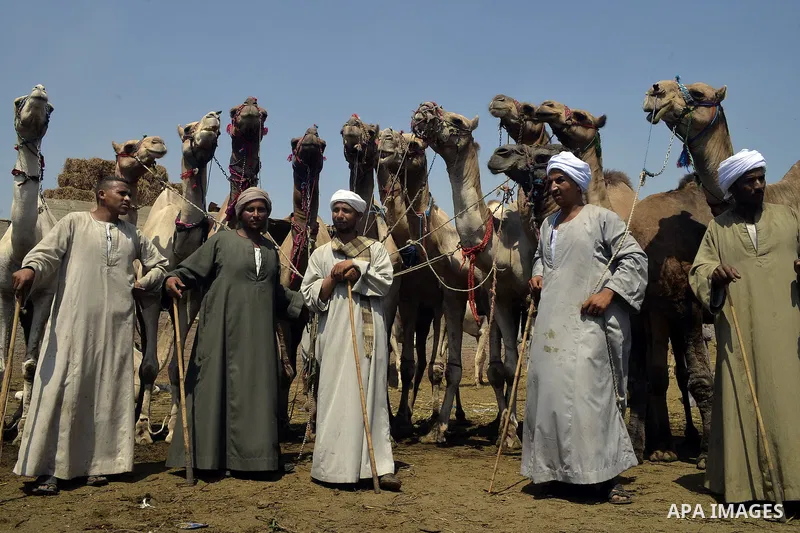 Egyptians gather during an auction at Birqash Camel Market just outside of Cairo, Egypt, Friday, Sept. 18, 2015 ahead of next week's Eid al-Adha holiday. Muslims all over the world celebrate the three-day festival Eid al...