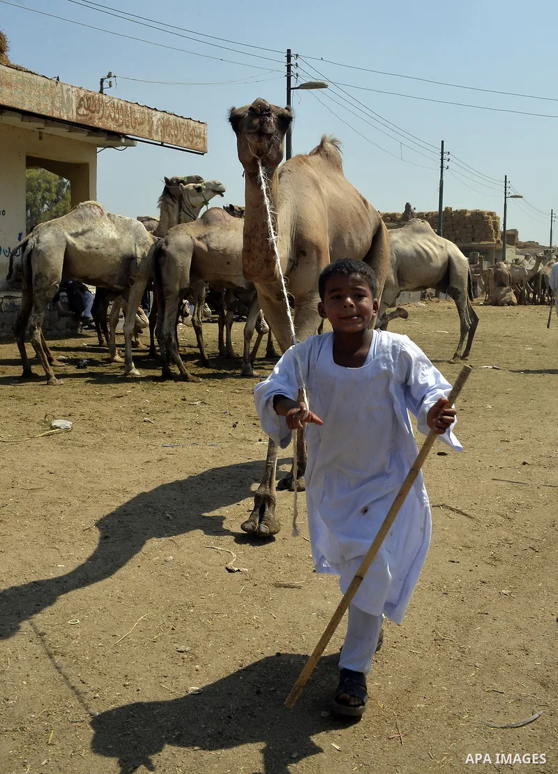 Egyptians gather during an auction at Birqash Camel Market just outside of Cairo, Egypt, Friday, Sept. 18, 2015 ahead of next week's Eid al-Adha holiday. Muslims all over the world celebrate the three-day festival Eid al...