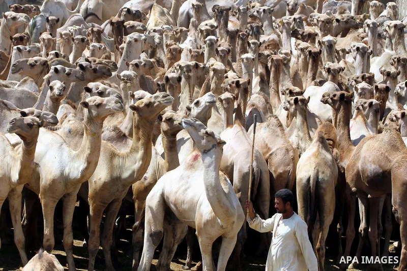 Camels sit during an auction at Birqash Camel Market just outside of Cairo, Egypt, Friday, Sept. 18, 2015 ahead of next week's Eid al-Adha holiday. Muslims all over the world celebrate the three-day festival Eid al-Adha,...
