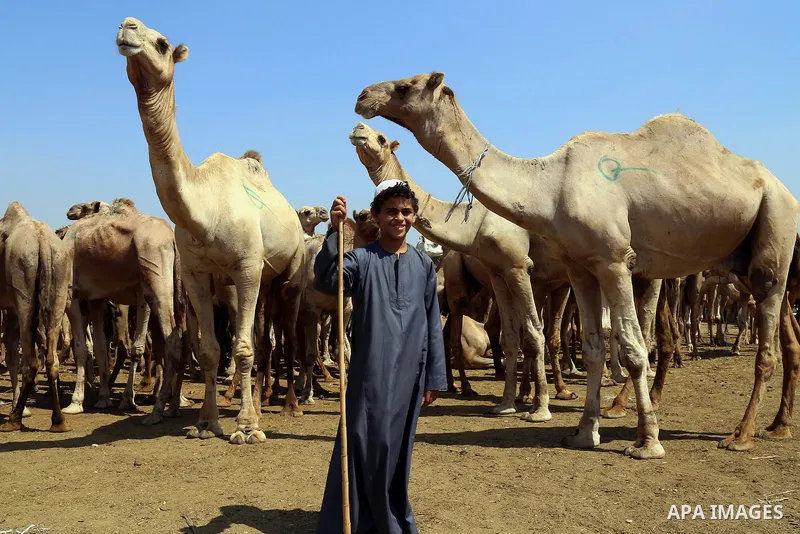 Egyptians gather during an auction at Birqash Camel Market just outside of Cairo, Egypt, Friday, Sept. 18, 2015 ahead of next week's Eid al-Adha holiday. Muslims all over the world celebrate the three-day festival Eid al...