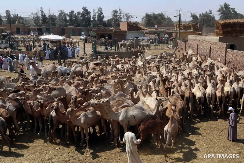 Camels sit during an auction at Birqash Camel Market just outside of Cairo, Egypt, Friday, Sept. 18, 2015 ahead of next week's Eid al-Adha holiday. Muslims all over the world celebrate the three-day festival Eid al-Adha,...