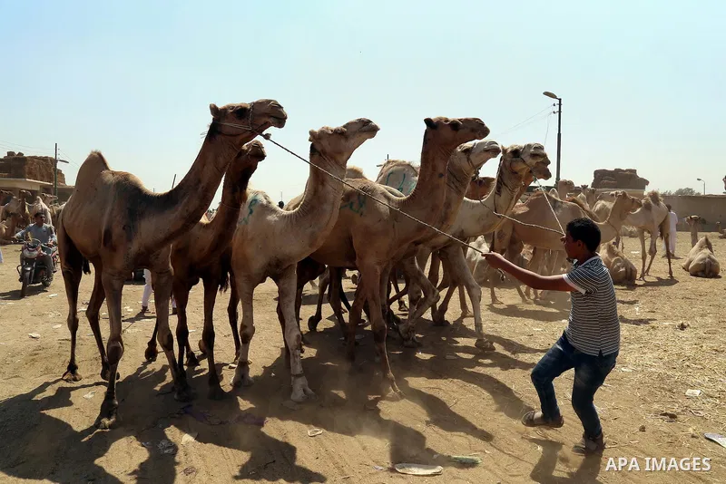 Egyptians gather during an auction at Birqash Camel Market just outside of Cairo, Egypt, Friday, Sept. 18, 2015 ahead of next week's Eid al-Adha holiday. Muslims all over the world celebrate the three-day festival Eid al...