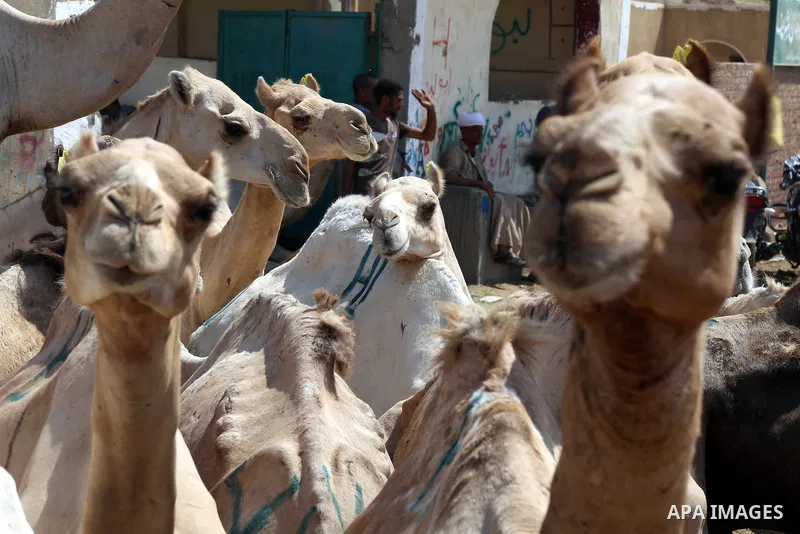 Camels sit during an auction at Birqash Camel Market just outside of Cairo, Egypt, Friday, Sept. 18, 2015 ahead of next week's Eid al-Adha holiday. Muslims all over the world celebrate the three-day festival Eid al-Adha,...