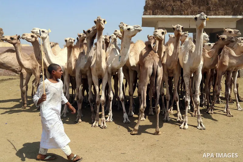 Egyptians gather during an auction at Birqash Camel Market just outside of Cairo, Egypt, Friday, Sept. 18, 2015 ahead of next week's Eid al-Adha holiday. Muslims all over the world celebrate the three-day festival Eid al...