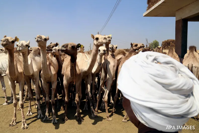 Egyptians gather during an auction at Birqash Camel Market just outside of Cairo, Egypt, Friday, Sept. 18, 2015 ahead of next week's Eid al-Adha holiday. Muslims all over the world celebrate the three-day festival Eid al...