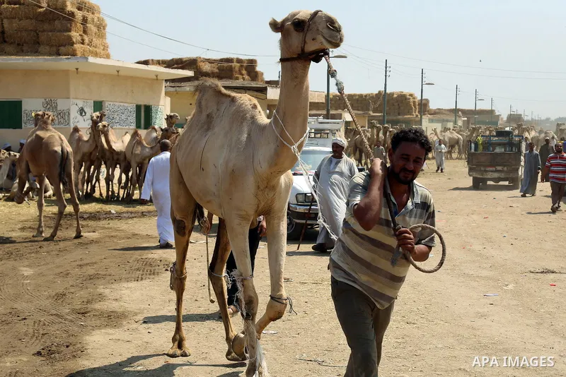 Egyptians gather during an auction at Birqash Camel Market just outside of Cairo, Egypt, Friday, Sept. 18, 2015 ahead of next week's Eid al-Adha holiday. Muslims all over the world celebrate the three-day festival Eid al...