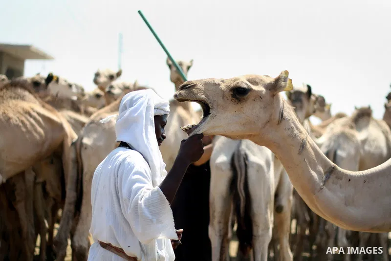 Egyptians gather during an auction at Birqash Camel Market just outside of Cairo, Egypt, Friday, Sept. 18, 2015 ahead of next week's Eid al-Adha holiday. Muslims all over the world celebrate the three-day festival Eid al...