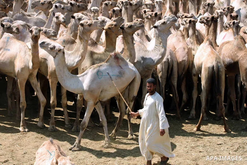 Egyptians gather during an auction at Birqash Camel Market just outside of Cairo, Egypt, Friday, Sept. 18, 2015 ahead of next week's Eid al-Adha holiday. Muslims all over the world celebrate the three-day festival Eid al...
