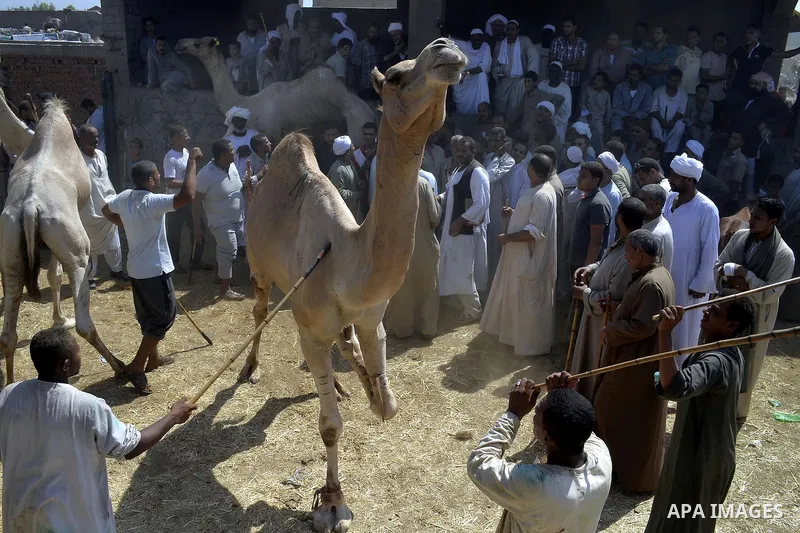 Egyptians gather during an auction at Birqash Camel Market just outside of Cairo, Egypt, Friday, Sept. 18, 2015 ahead of next week's Eid al-Adha holiday. Muslims all over the world celebrate the three-day festival Eid al...
