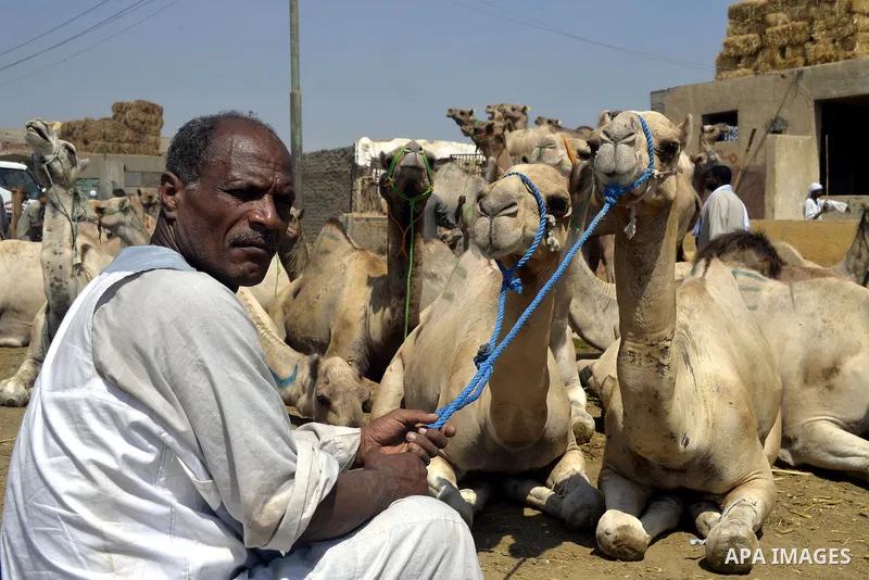Egyptians gather during an auction at Birqash Camel Market just outside of Cairo, Egypt, Friday, Sept. 18, 2015 ahead of next week's Eid al-Adha holiday. Muslims all over the world celebrate the three-day festival Eid al...