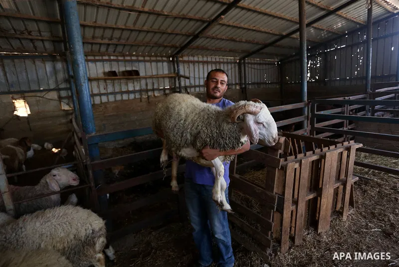 Palestinians gather at the main livestock market days before the major Muslim festival of Eid al-Adha holiday in the West Bank city of Ramallah, on Sept. 20, 2015. Eid al-Adha, or Feast of Sacrifice, commemorates what Mu...