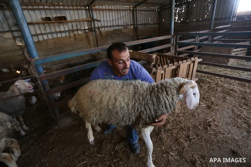 Palestinians gather at the main livestock market days before the major Muslim festival of Eid al-Adha holiday in the West Bank city of Ramallah, on Sept. 20, 2015. Eid al-Adha, or Feast of Sacrifice, commemorates what Mu...