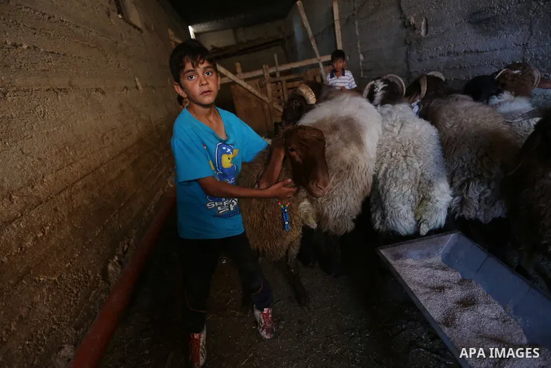 Palestinians gather at the main livestock market days before the major Muslim festival of Eid al-Adha holiday in the West Bank city of Ramallah, on Sept. 20, 2015. Eid al-Adha, or Feast of Sacrifice, commemorates what Mu...