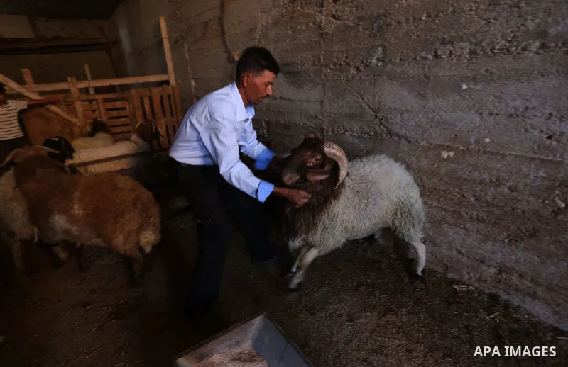 Palestinians gather at the main livestock market days before the major Muslim festival of Eid al-Adha holiday in the West Bank city of Ramallah, on Sept. 20, 2015. Eid al-Adha, or Feast of Sacrifice, commemorates what Mu...